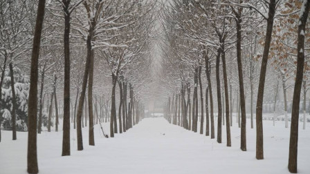 冬日鹅毛大雪的独特韵味