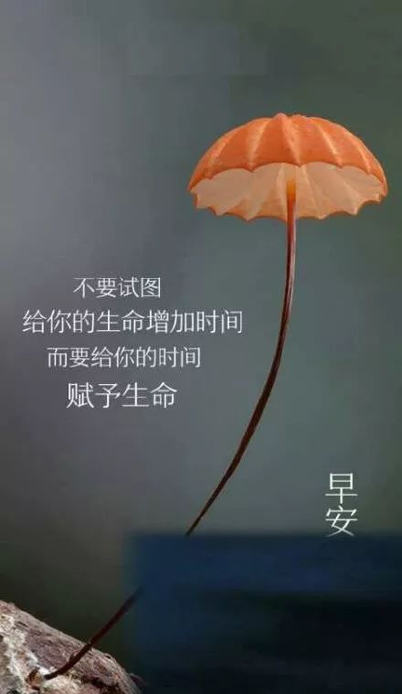 心灵鸡汤与励志语录，人生的温暖力量与前行动力之源