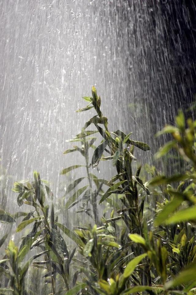 暴雨洗礼，淋漓尽致的诗意展现