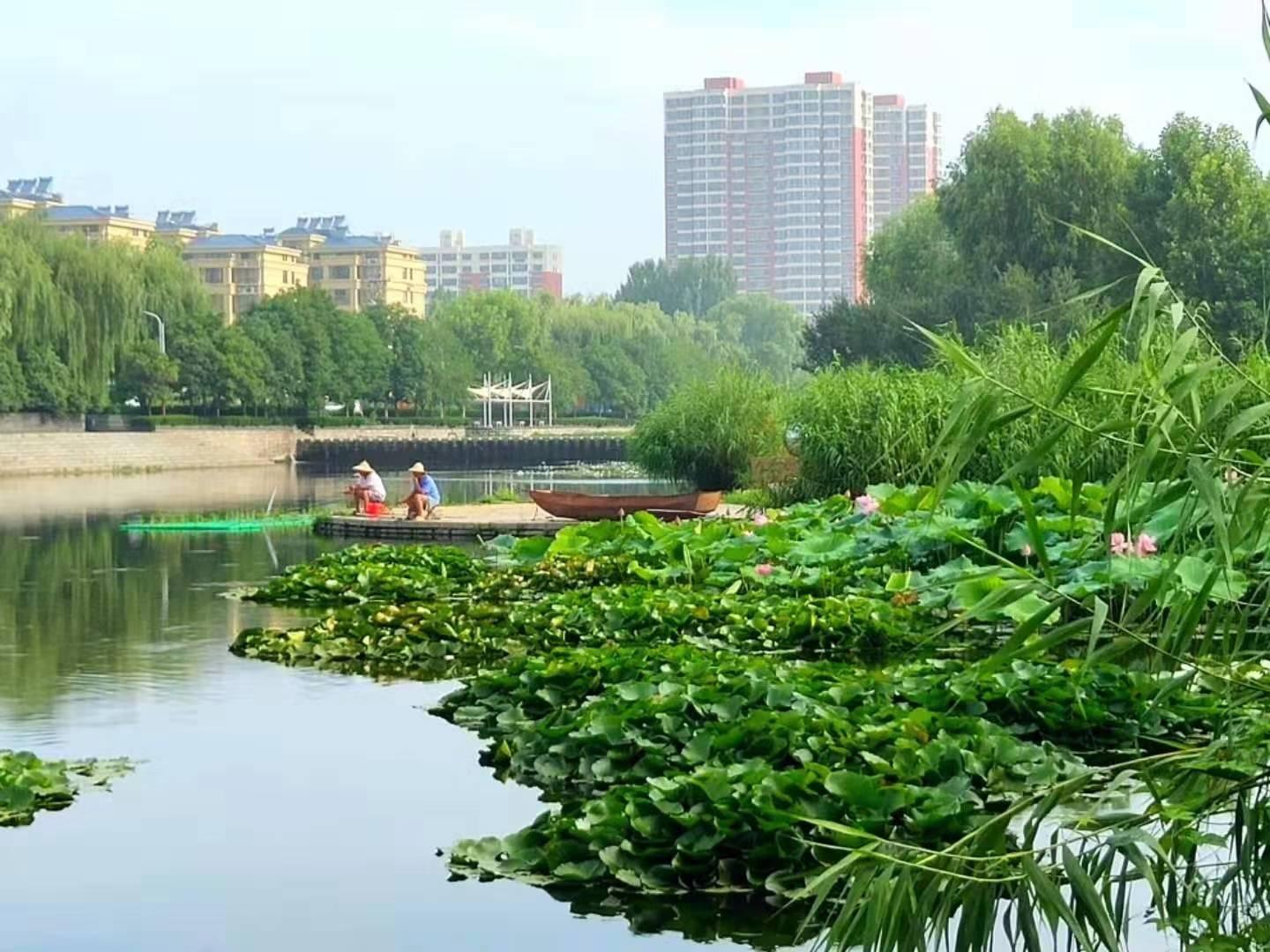 绿草如茵，自然魅力与生命活力的交响乐章