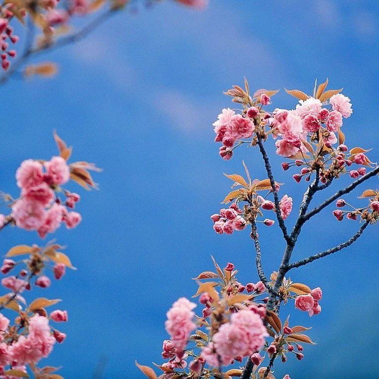 春暖花开时，生命复苏与希望绽放的绚烂篇章