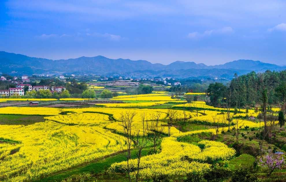 春回大地，万物复苏的绚烂旅程