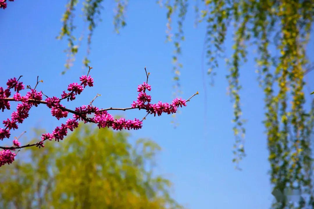 自然之美，花红柳绿的赞歌