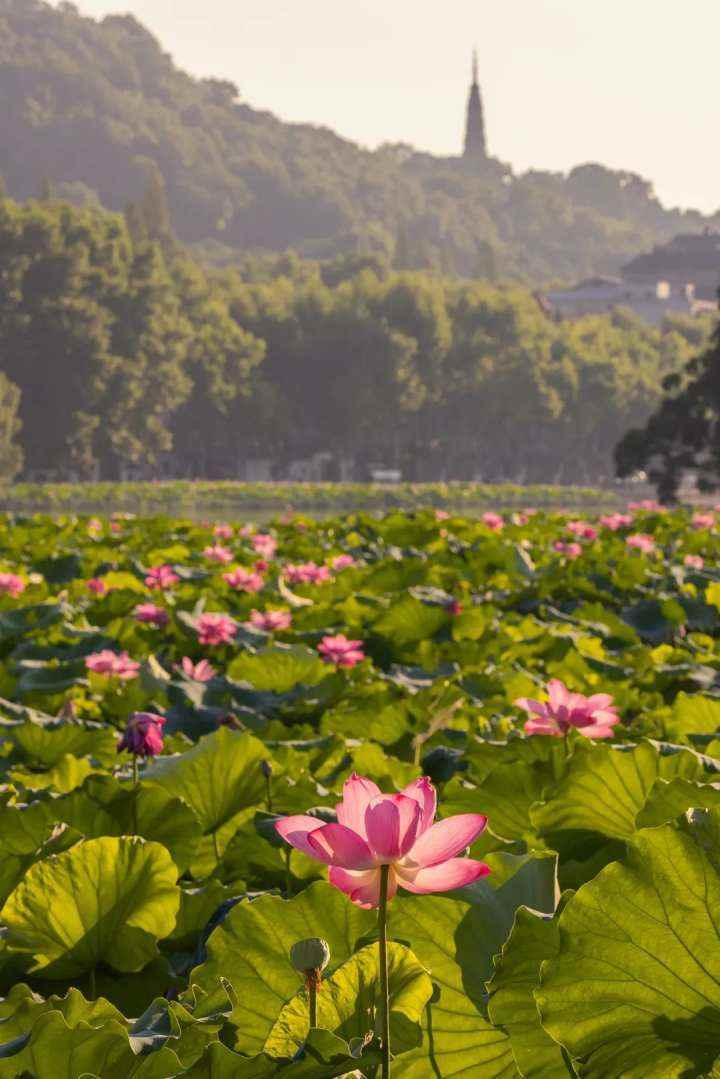 西湖美景如画，醉人心扉之旅