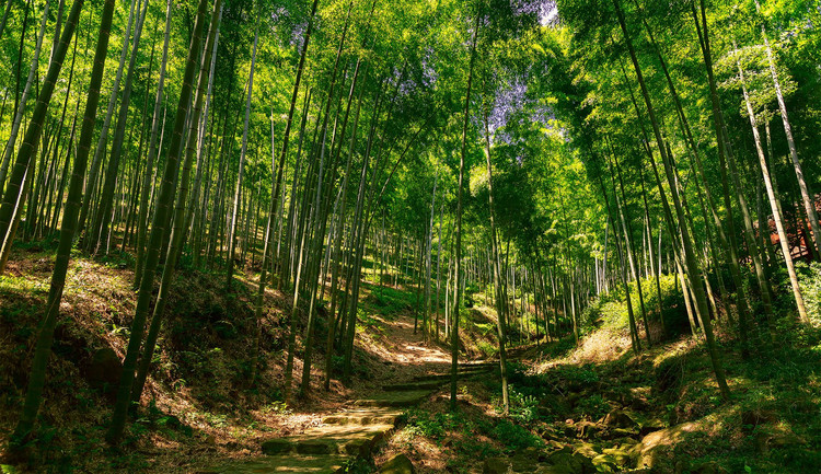 宜兴竹海风景区，自然人文的和谐交响