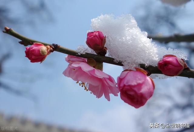 赏梅心境，沉醉于梅花的韵味与情感世界