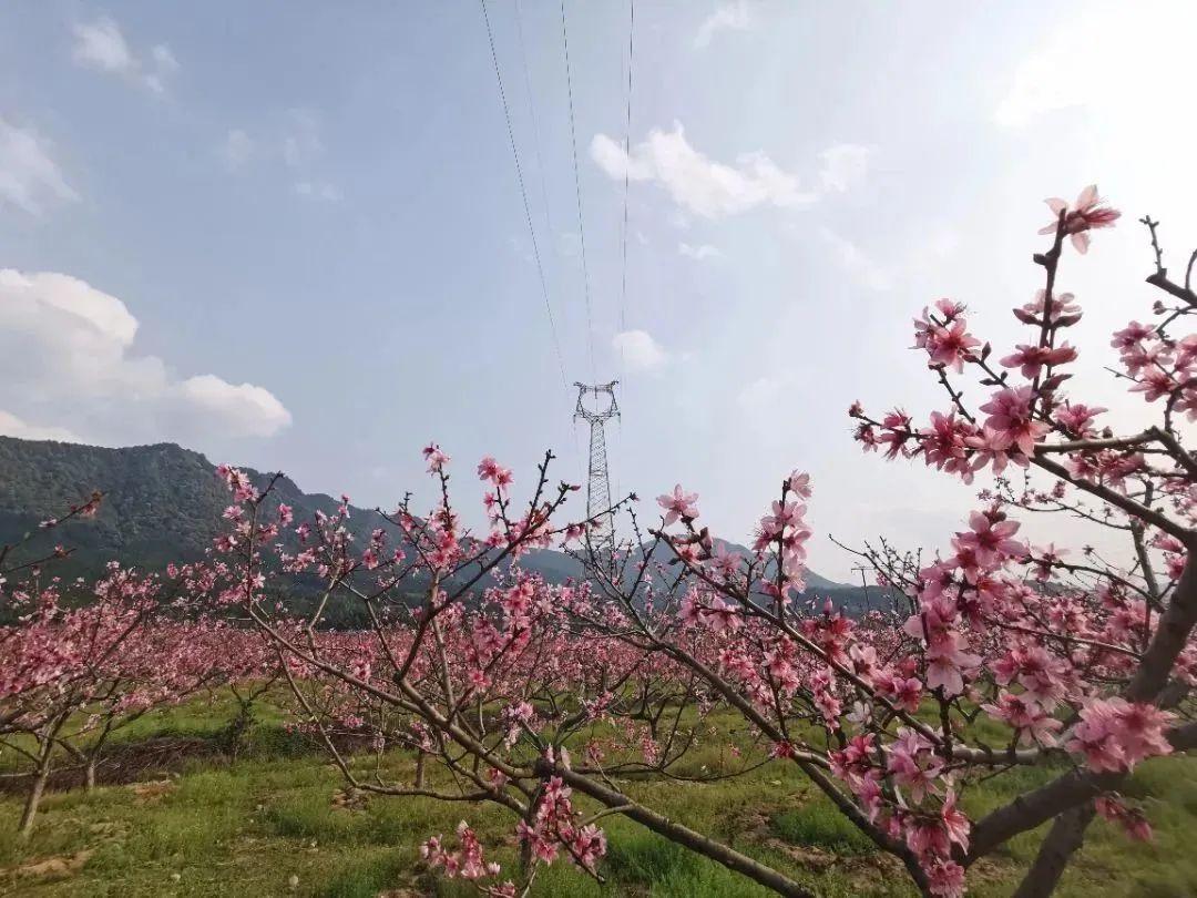 百花齐放下的文化繁荣与多元盛景