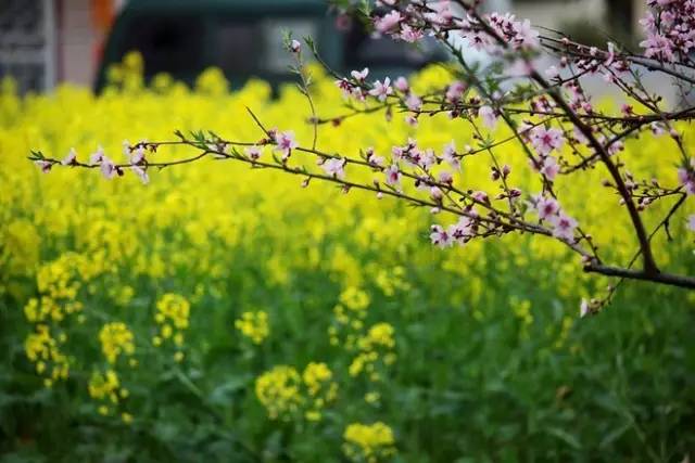 春生机盎然，生命的绿意绽放